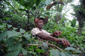 Sustainably managed forests hold vast potential to play a decisive role in ending hunger, improving livelihoods and combating climate change.