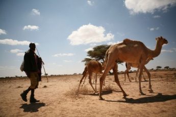 The current food crises in Nigeria, Somalia, South Sudan and Yemen have links to climate change and a lack of resilient systems that can withstand drought, flood and other impacts. Photo: UNDP Somalia
