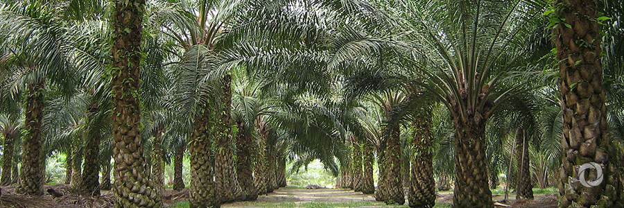 Palm oil production, development and the environment Palm oil production, development and the environment