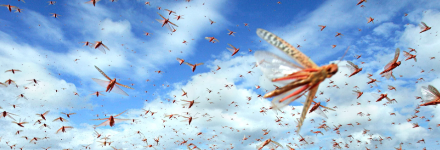 New satellite imaging to better forecast locust plagues New satellite imaging to better forecast locust plagues