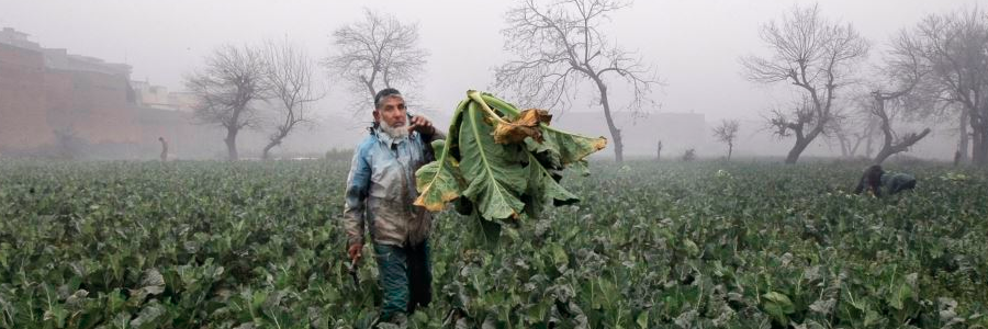 Pakistani farmers get tips via text Pakistani farmers get tips via text