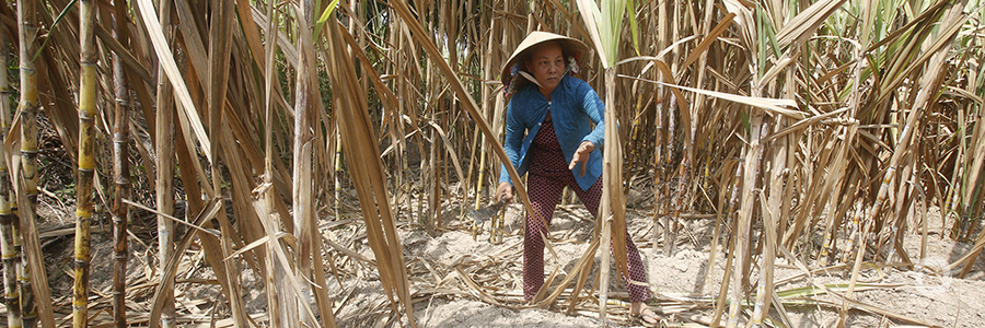 Food security for the Karen Hilltribes in Thailand