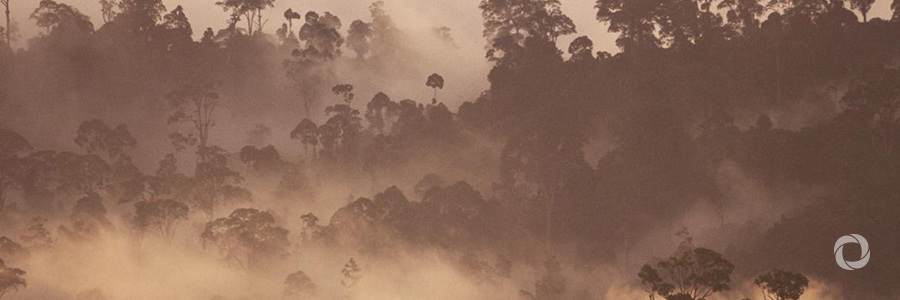 New FAO guidelines to help countries better monitor their forest resources