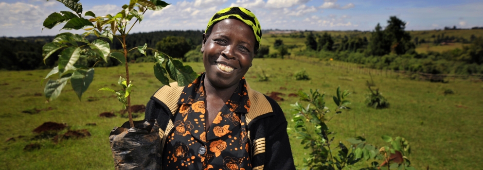 Why controlling rats on small-scale African farms is vital for food security