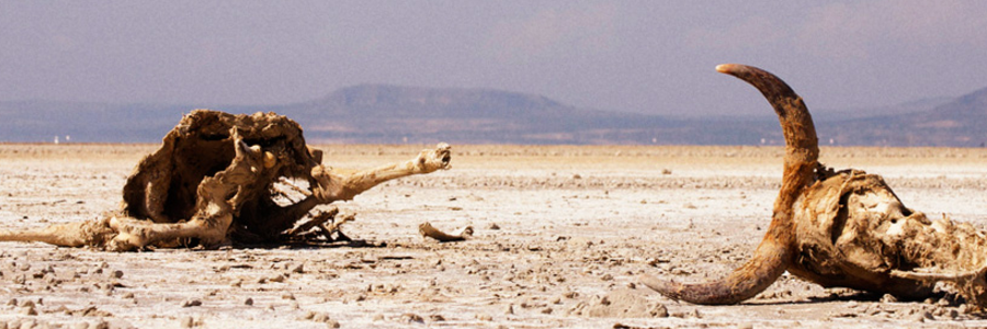 FAO issues alert over third consecutive failed rainy season, worsening hunger in East Africa