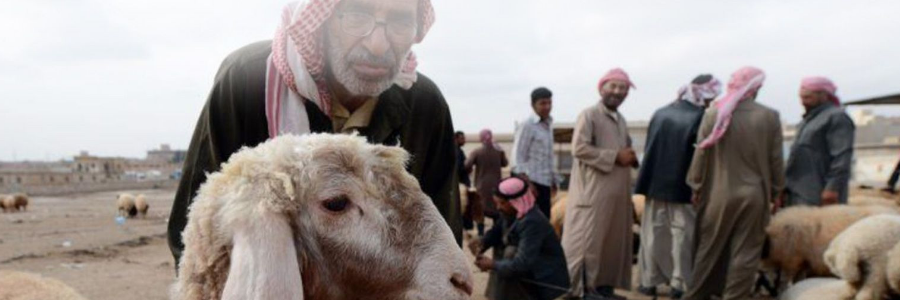 In Syria animal health campaign helps support food security and livelihoods for more than 230,000 people