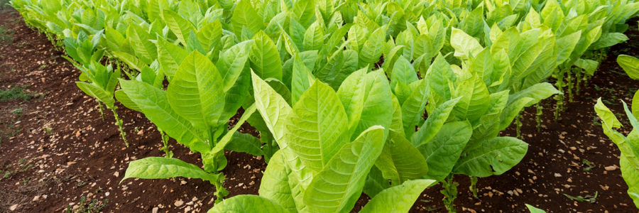 UN reports more people warned against tobacco use, but industry interference continues UN reports more people warned against tobacco use, but industry interference continues