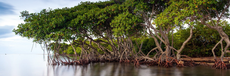 On International Day, UN spotlights threatened coastal mangrove ecosystems