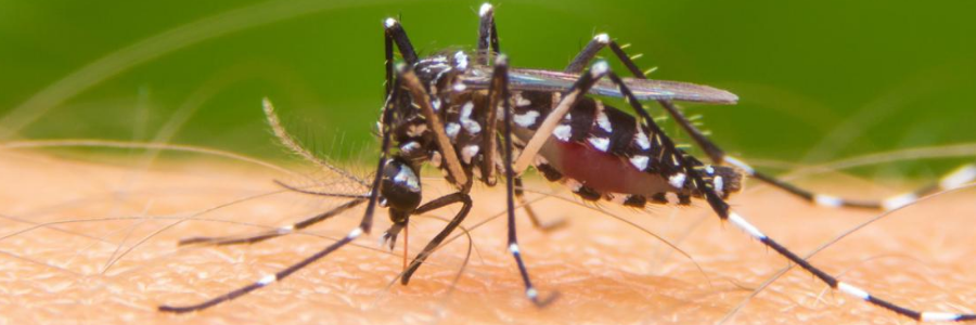 Could extreme gardening help us to defeat malaria? Could extreme gardening help us to defeat malaria?