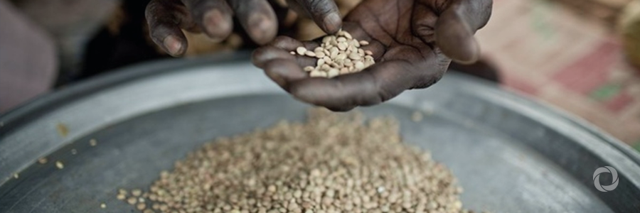 Ethiopia crisis worsens as drought prevails