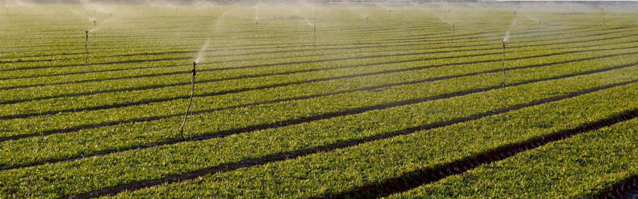 How an irrigation scheme changed lives in a Zimbabwean dryland How an irrigation scheme changed lives in a Zimbabwean dryland