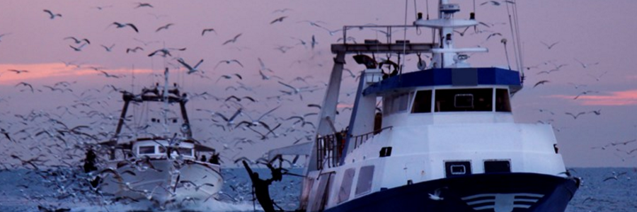All fish sold in the EU must be of high standard All fish sold in the EU must be of high standard
