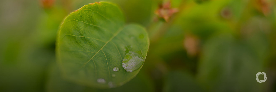 Grenada, CDB tackling poverty through climate-smart agriculture Grenada, CDB tackling poverty through climate-smart agriculture