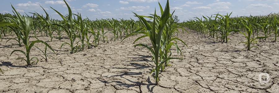 AfDB and IsDB partner to boost agriculture and fight drought in Nigeria, Somalia and Uganda