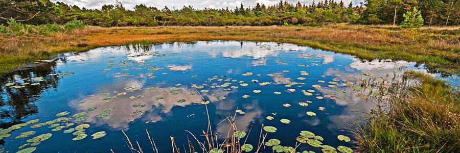 Cfw Bogs Prize-winning bogs: KfW project presented with award for most efficient ...