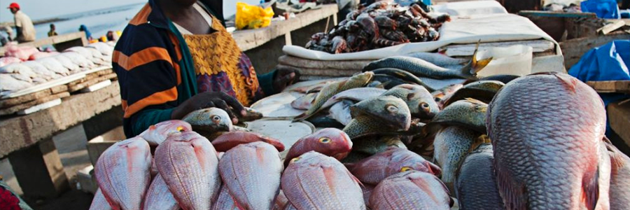 Tanzania: fish protection drive receives support Tanzania: fish protection drive receives support