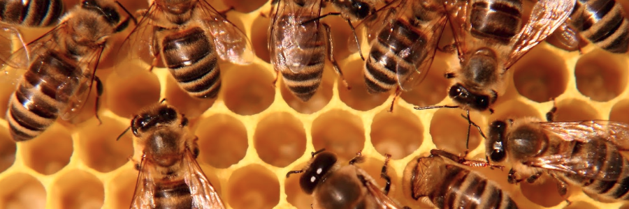 EU unanimously backs UN World Bee Day EU unanimously backs UN World Bee Day