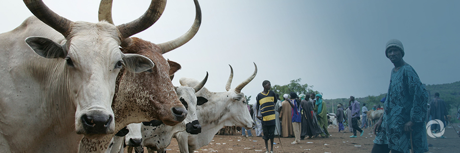 Critical livestock health programme in South Sudan at risk without more support Critical livestock health programme in South Sudan at risk without more support