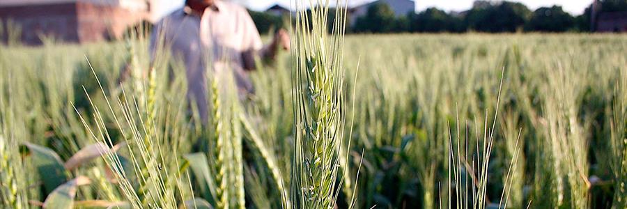 IFC Increases reach of index insurance for small holder farmers in Zambia
