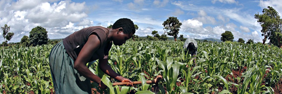 Angola and the African Development Bank sign USD 101 million to support agriculture Angola and the African Development Bank sign USD 101 million to support agriculture