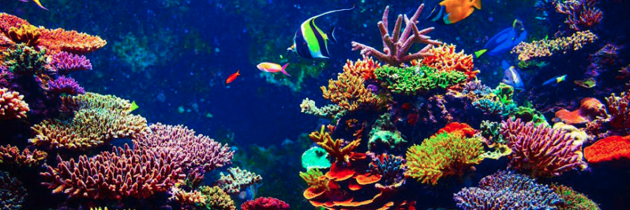 Fiji’s Great Sea Reef nominated as Ramsar Site at start of International Year of the Reef Fiji’s Great Sea Reef nominated as Ramsar Site at start of International Year of the Reef