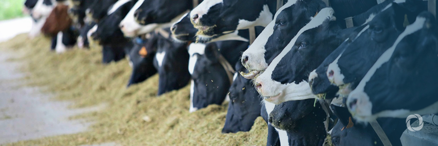 A fresh start for Pakistan's dairy industry