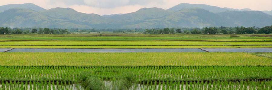 JICA: Rice-growing assistance in Africa expands beyond Uganda JICA: Rice-growing assistance in Africa expands beyond Uganda