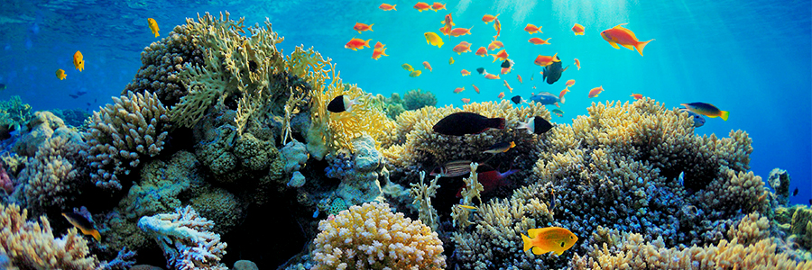Prince of Wales announces global call to action for International Year of the Reef 2018 Prince of Wales announces global call to action for International Year of the Reef 2018