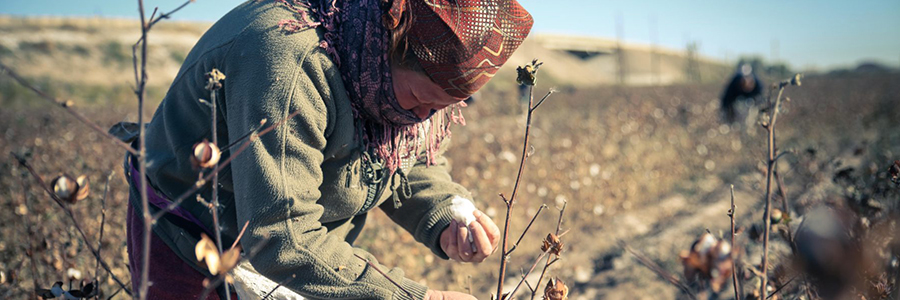 ILO reports important progress on child labour and forced labour in Uzbek cotton fields