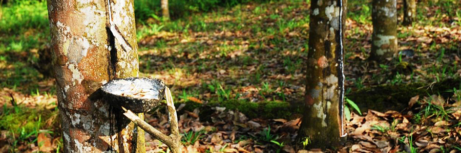 Financing a natural rubber plantation in Indonesia, promoting sustainable development and green jobs Financing a natural rubber plantation in Indonesia, promoting sustainable development and green jobs