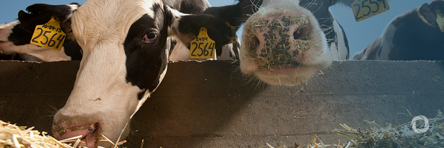 IFC launches program to help modernize Ukraine’s dairy sector and boost exports