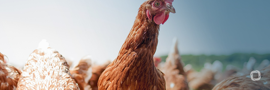 Mali: World Bank approved $60 Million for livestock production increase and diversity