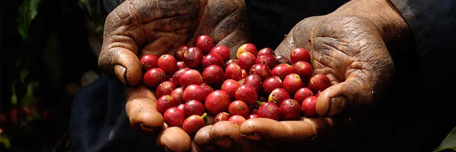 Agriculture remains key to Somalia’s economic growth and poverty reduction