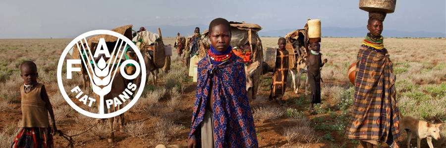 In Somalia massive livestock losses have severely impacted livelihoods and food security