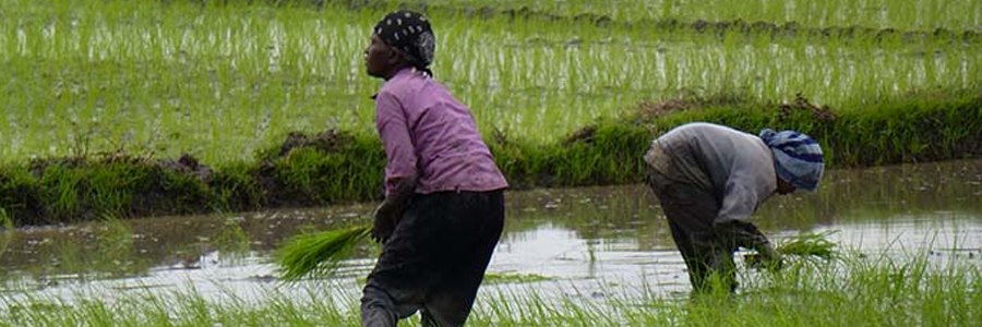 IOM and Strathmore University launch solar water training