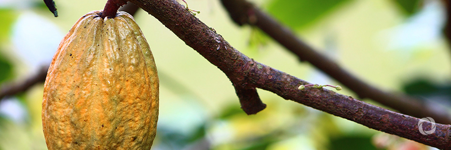 FAO helps Bolivian smallholder farmers produce sustainable world-class cocoa FAO helps Bolivian smallholder farmers produce sustainable world-class cocoa