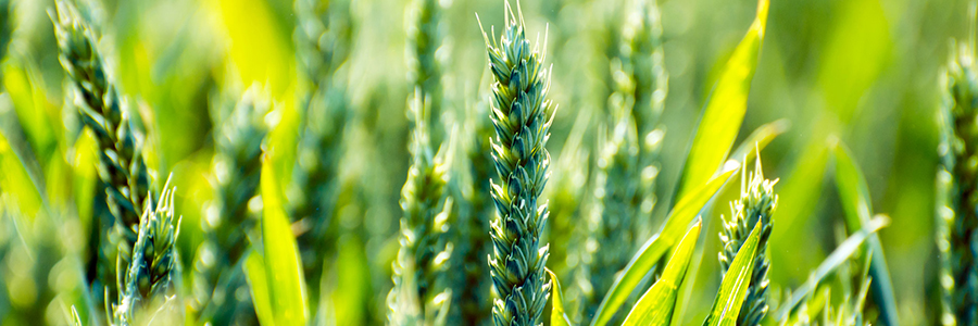 The crucial role of agriculture in rebuilding Syria The crucial role of agriculture in rebuilding Syria