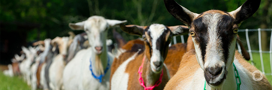 IFAD: Boosting India’s goat sector could double rural incomes IFAD: Boosting India’s goat sector could double rural incomes