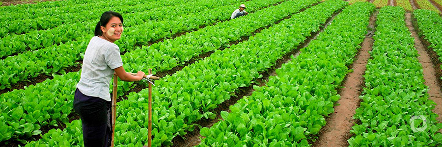 Fiji partners with FAO and the European Union to build resilient and food secure communities Fiji partners with FAO and the European Union to build resilient and food secure communities