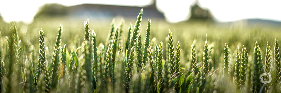 The Department for International Development sparks new green revolution with £100m investment in 'super-crops' The Department for International Development sparks new green revolution with £100m investment in 'super-crops'