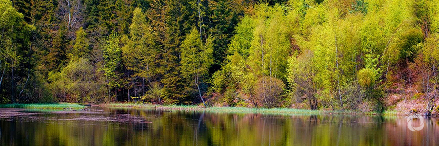 European Investment Bank invest €12.5m in Irish forestry European Investment Bank invest €12.5m in Irish forestry
