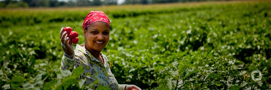 Accelerating agri-business development in Ethiopia with the Agriculture Fast Track Fund Accelerating agri-business development in Ethiopia with the Agriculture Fast Track Fund