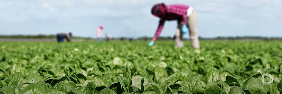 IFC, Daltex partner to boost opportunities for Egyptian women in agribusiness IFC, Daltex partner to boost opportunities for Egyptian women in agribusiness