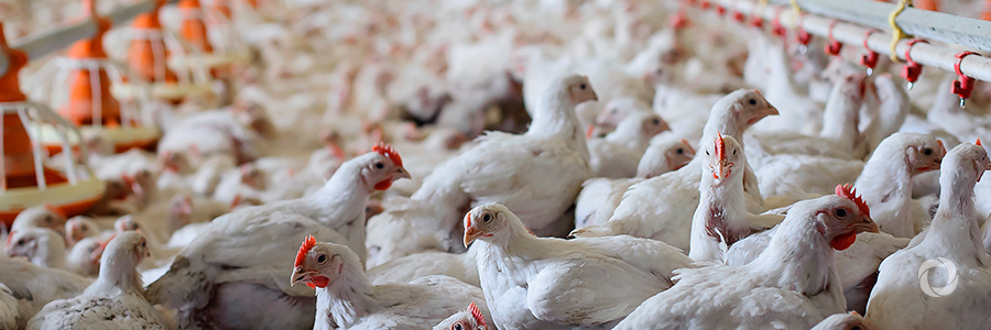 FAO chief calls for halting the use of antimicrobial medicines to promote growth in farm animals FAO chief calls for halting the use of antimicrobial medicines to promote growth in farm animals