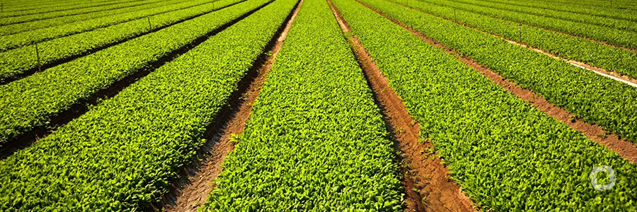 IFAD and the Palestinian Authority collaborate in expanding cultivated land in the West Bank IFAD and the Palestinian Authority collaborate in expanding cultivated land in the West Bank