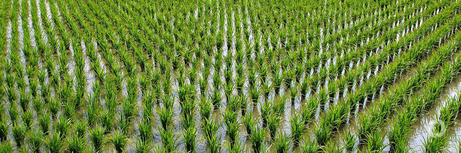 IFAD, World Bank offer sh31b for rice production IFAD, World Bank offer sh31b for rice production