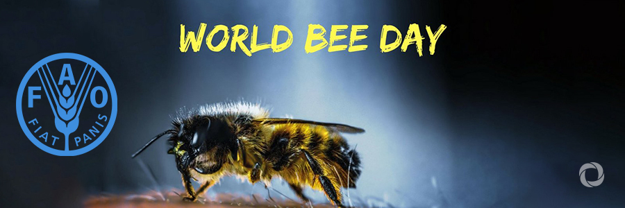 Bees must be protected for the future of our food Bees must be protected for the future of our food