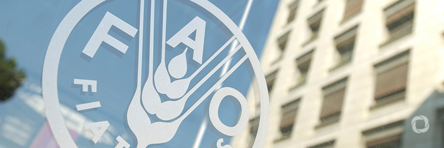 FAO to allocate funds for implementation of new projects in Azerbaijan FAO to allocate funds for implementation of new projects in Azerbaijan