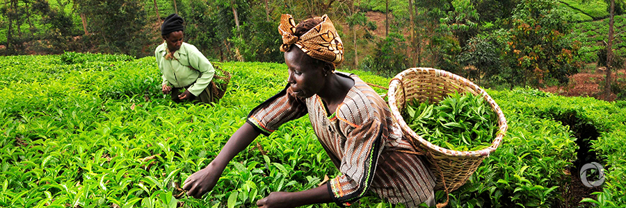 GIZ enters into pact with Marsabit County to support agriculture GIZ enters into pact with Marsabit County to support agriculture