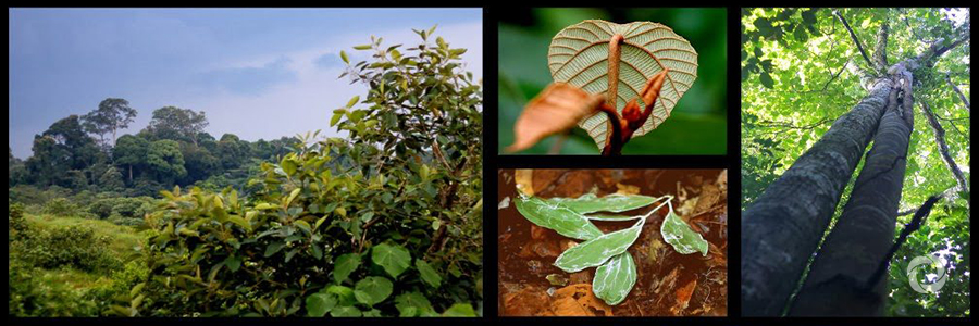 FAO: Promoting biodiversity mainstreaming for a sustainable future FAO: Promoting biodiversity mainstreaming for a sustainable future